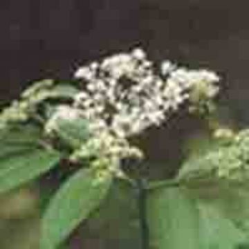 Elderberry Extract